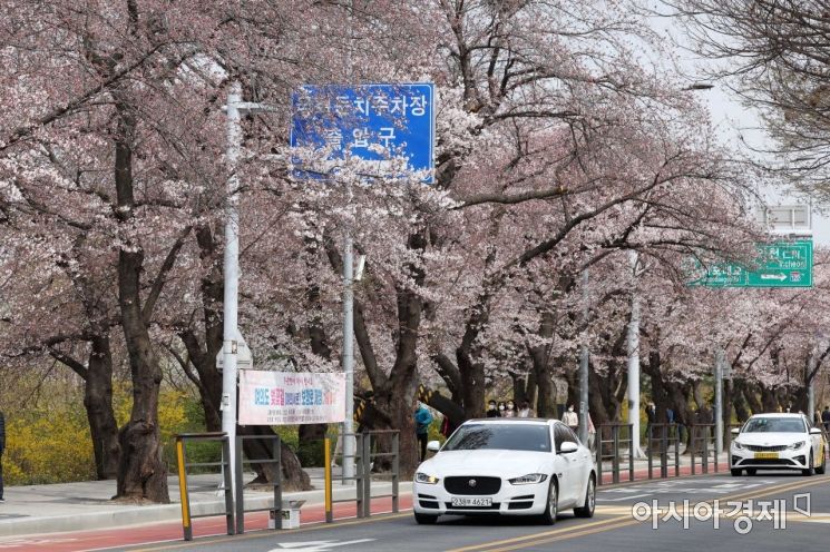 [포토]여의도 벚꽃길 9일부터 개방 