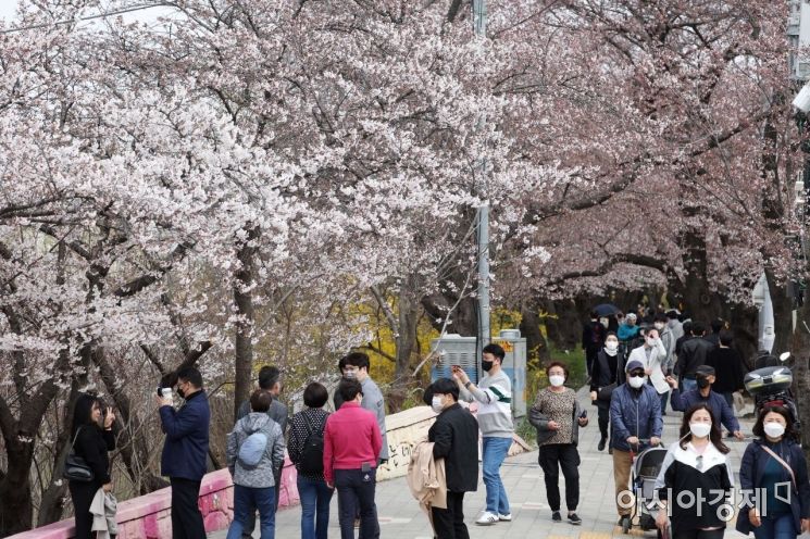 [포토]여의도 벚꽃길 찾은 시민들 