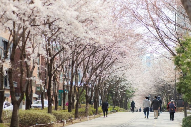 경의선 숲길 벚꽃 등 마포에 환상적인 벚꽃길 10곳 있다