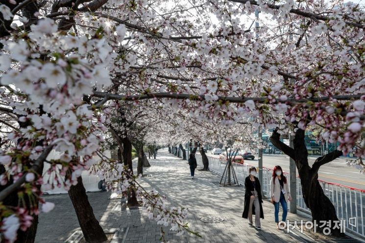 코로나19 사태 이후 3년만에 여의도 일대 벚꽃길 개방을 앞둔 8일 서울 여의도 일대에서 시민들이 벚꽃길을 거닐고 있다./강진형 기자aymsdream@
