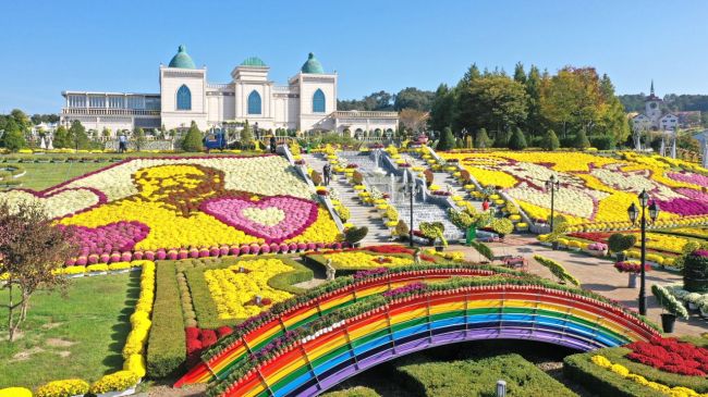 임실군, 국화경관 본격 조성…볼거리 관광 일등공신