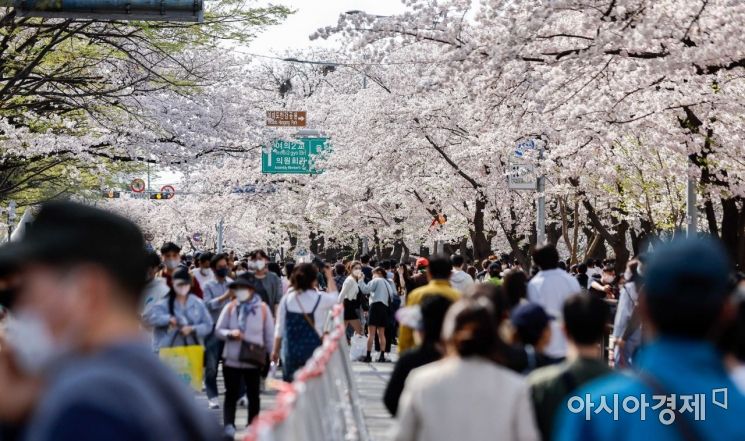 포근한 날씨가 이어지고 있는 10일 서울 여의도 윤중로 일대를 찾은 시민들이 벚꽃길을 거닐며 봄의 정취를 만끽하고 있다./강진형 기자aymsdream@
