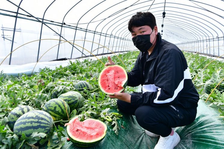 ‘봄 수박’ 맛보러 오세요! … 고령군, 고당도 명품 수박 10일 첫 출하