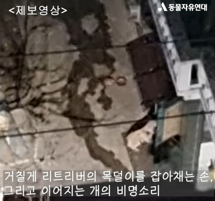 리트리버는 늦은 밤 주인을 피해 마구 짖어대며 도망을 갔다. 사진=동물자유연대 유튜브 영상 캡쳐