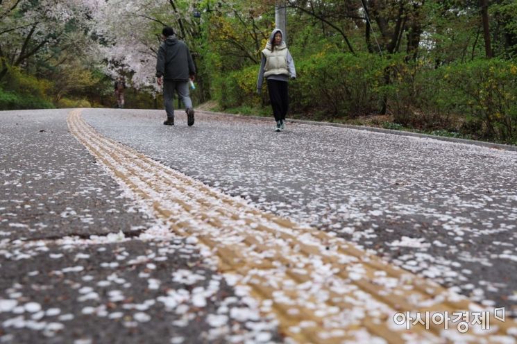 비가 내린 13일 서울 남산 산책로에 벚꽃잎이 떨어져 있다. /문호남 기자 munonam@