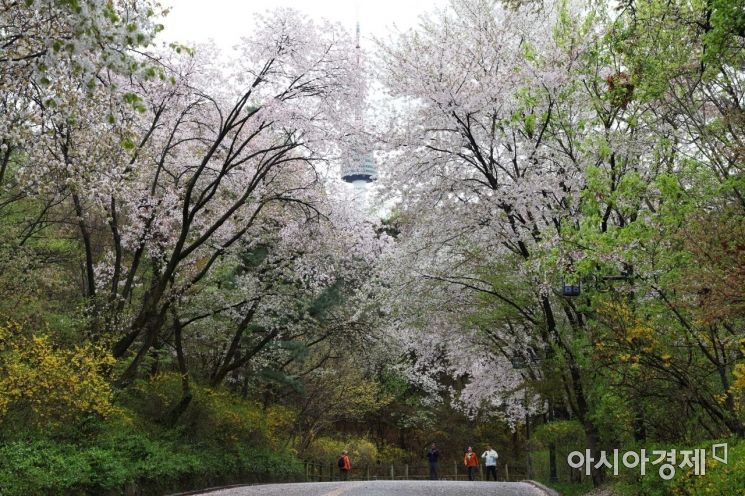 13일 서울 남산 산책로에 벚꽃이 피어 있다. /문호남 기자 munonam@
