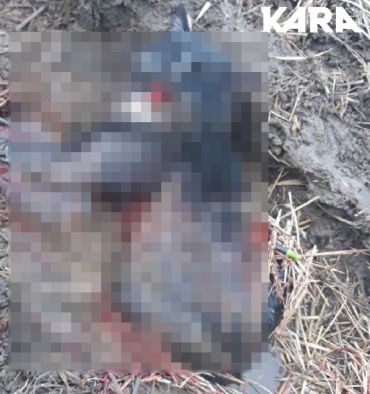 고어전문방 회원들은 고양이를 잔혹하게 학대하거나 살해한 사진을 유포한 것으로 전해졌다. / 사진=동물권 보호 단체 '카라' 캡처