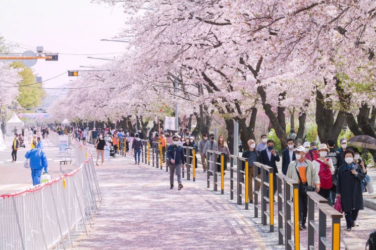 여의도 벚꽃길 교통 통제 앞당겨 14일 오전 11시 해제