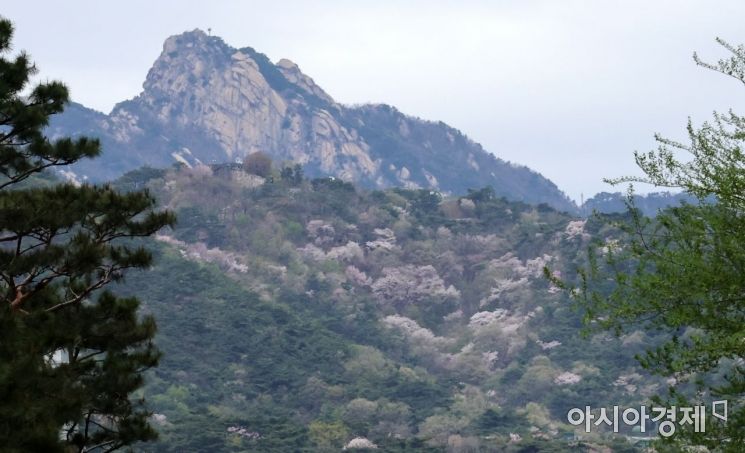 [포토] 벚꽃 만개한 북악산