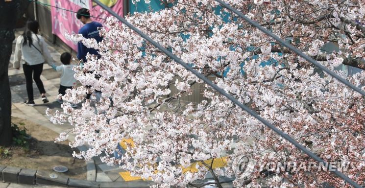 지난달 22일 오후 제주시 전농로에 활짝 핀 벚꽃 / 사진=연합뉴스