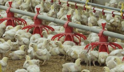 정부, 닭·오리 비닐하우스 신규사육 금지 재추진…"열악한 환경이 질병 유발"