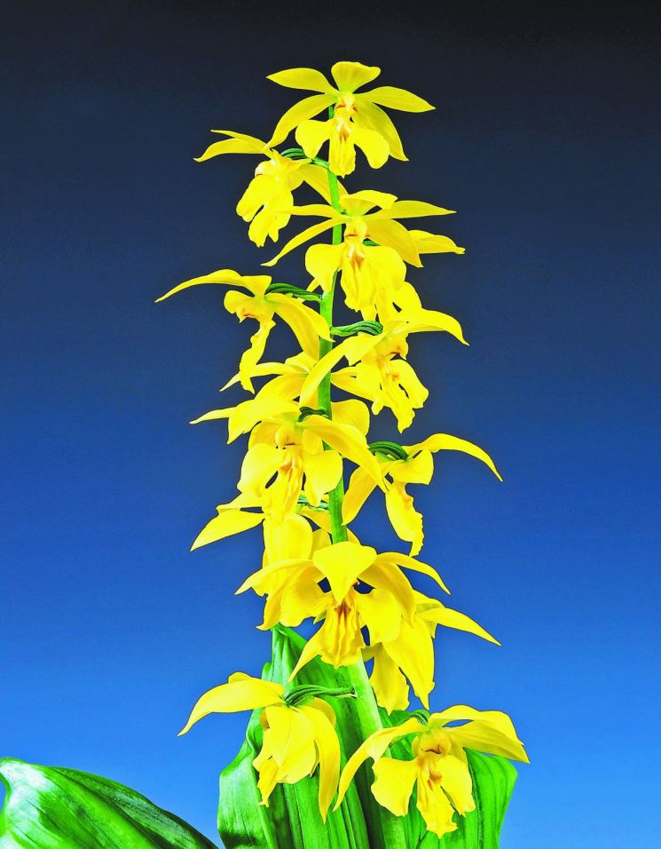 신안군, 금빛 향기 가득한 신안 새우란 봄꽃 전시