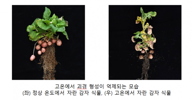더우면 감자 열매 안 맺는 이유…韓 연구진이 밝혀냈다 