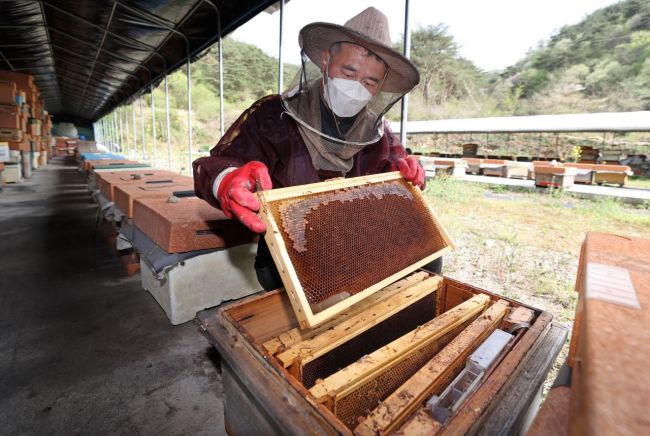 꿀벌 사라지자…수박 한 통 ‘2만5000원’ 됐다