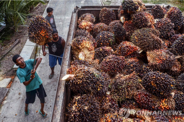 인도네시아의 한 농장에서 근로자들이 팜유 원료인 야자 열매를 트럭에 싣고 있다. [이미지출처=연합뉴스]