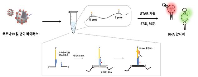 코로나19 변이 바이러스 신속 검출을 위한 신규 등온핵산증폭기술의 모식도