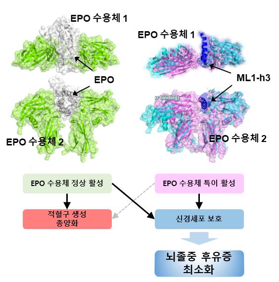 단일 사망원인 1위 '뇌졸중'…'효과 1.5배↑·부작용 NO' 치료제 개발