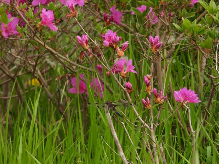 멸종위기종 대모잠자리 보성 주암호 인공습지에서 최초 발견