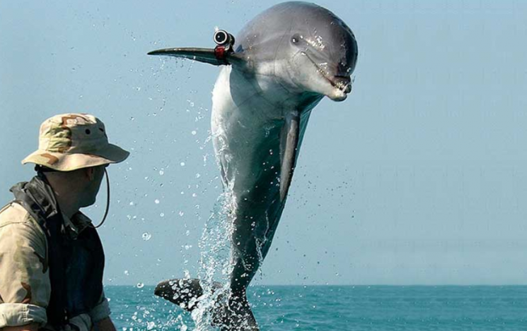 2003년 이라크 전쟁에 동원된 '케이도그'(KDog)가 자신의 위치를 알리는 파동발진장치를 단 채 뛰어오르고 있다./사진=사이트 돌핀월드 캡처.