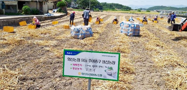 화산농협 마늘 주아종구 재배를 하고 있는 생산농장.