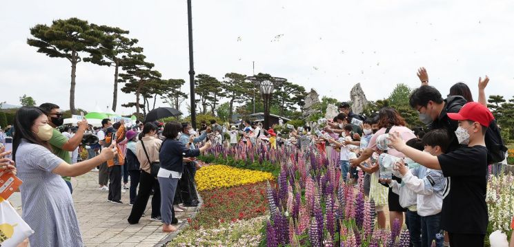 전국 최고 봄 축제 명성 회복 '나비대축제' 17만 명 다녀가 