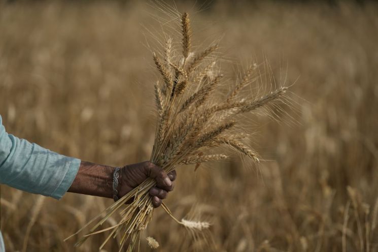 인도 잠무 지역에서 한 여성이 밀을 수확하고 있다. [이미지출처=AP연합뉴스]
