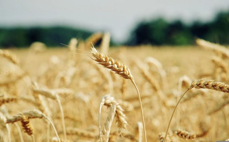 식용유 이어 '밀가루 대란' 오나…'세계 밀 생산량 2위' 인도 수출금지에 국내도 '긴장'