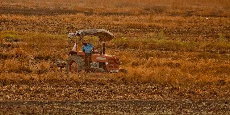 곡물 시장 '초대형 악재'…'세계 2위' 생산국 인도 밀 수출 금지에 비상