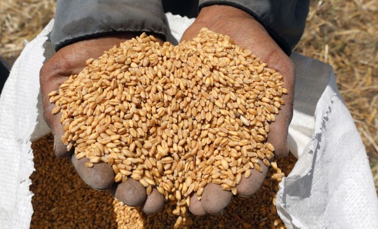 인도 밀 수출 금지에 세계 '식량위기' 현실로…인플레 우려 악화
