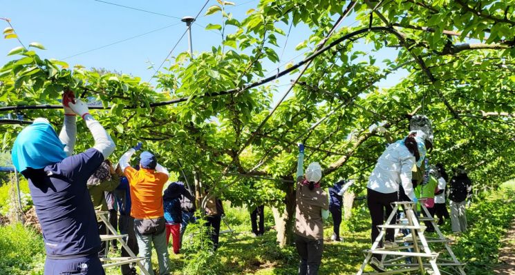 함평군 '인력난·인건비 상승' 농촌 일손 돕기 나서