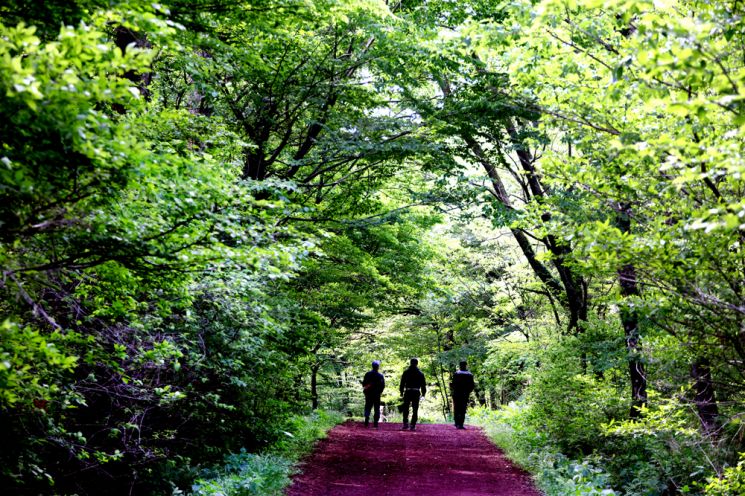 우리나라에서 가장 아름다운 힐링길로 통하는 사려니숲길을 걷고 있는 탐방객들