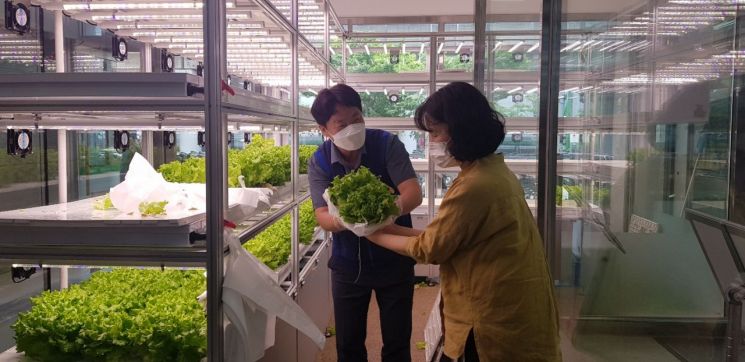 20일 고객이 농협유통 하나로마트 창동점 스마트팜에서 농산물을 직접 수확해보고 있다.