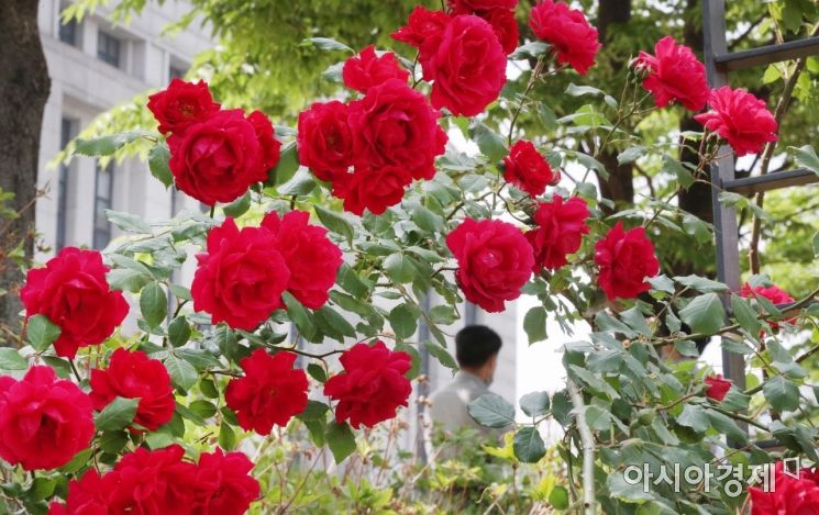[포토] 연세대 교정에 핀 붉은 장미