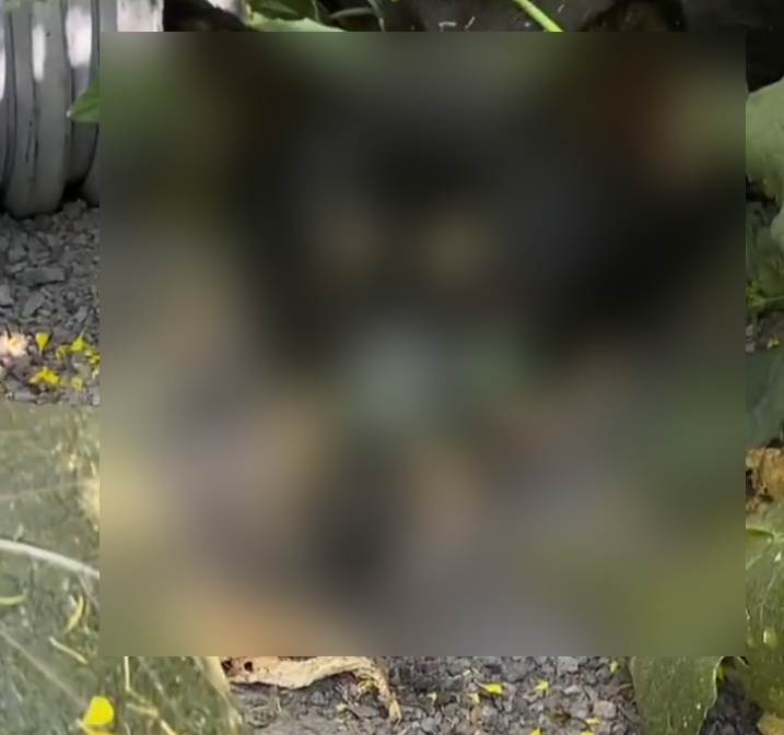 제주도 한 유기견 보호소 근처에서 강아지 한 마리가 앞발이 등 뒤로 결박된 채 발견됐다./사진=인스타그램 캡처.