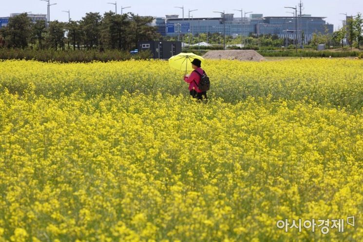 26일 인천공항 하늘정원에 만개한 유채꽃밭에서 시민들이 즐거운 시간을 보내고 있다. /문호남 기자 munonam@