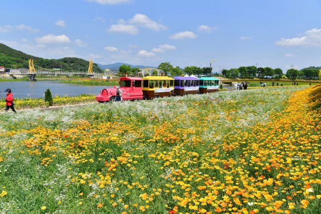 장성군 ‘황룡강 길동무 꽃길축제’ 이번 주말 절정