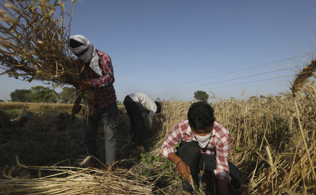인도 우타르프라데시의 한 마을에서 사람들이 밀을 수확하고 있다. /사진=AP연합뉴스