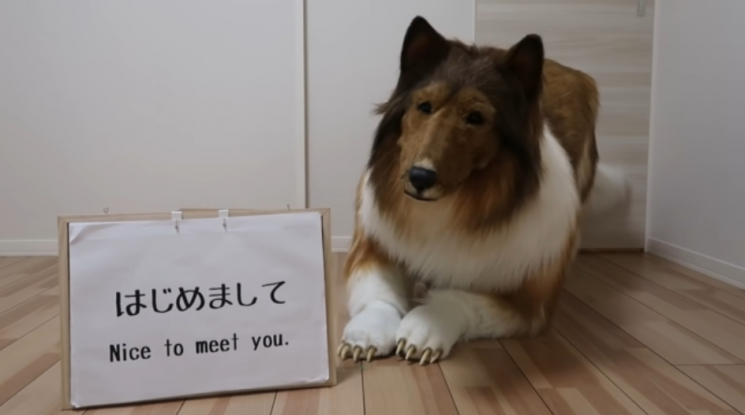 동물 되고 싶어…특수의상 제작해 개로 변신한 일본 남성