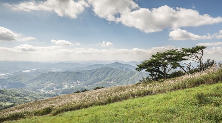 양평 100년의 숲 정상.