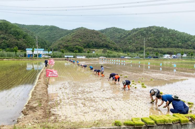 청송군 농민들이 통일쌀 손 모내기를 하고 있다.