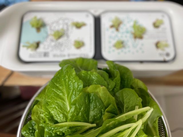 수확의 기쁨을 간편하게…LG '틔운 미니' 써보니