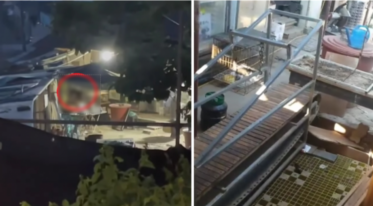 투견에 경주마까지...인간 흥미 위한 동물학대 언제까지[안녕? 애니멀]