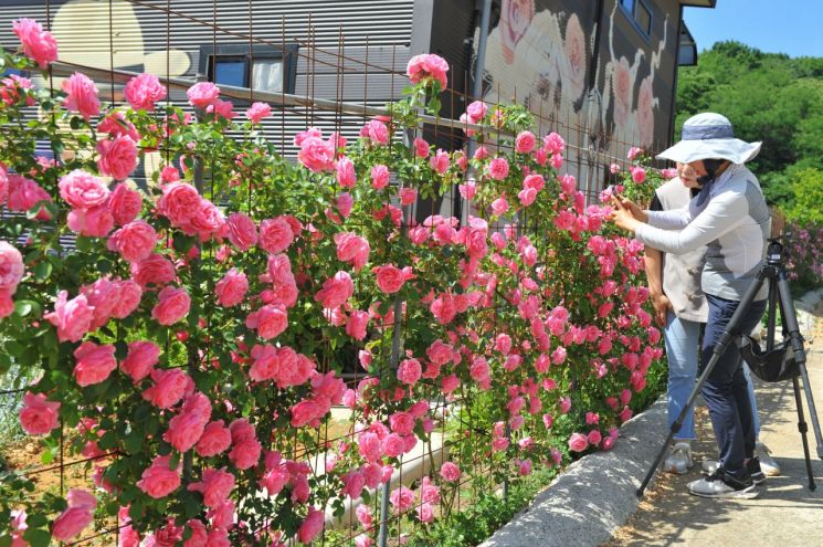 [포토] 담양 '달빛여행정원' 장미꽃 만발