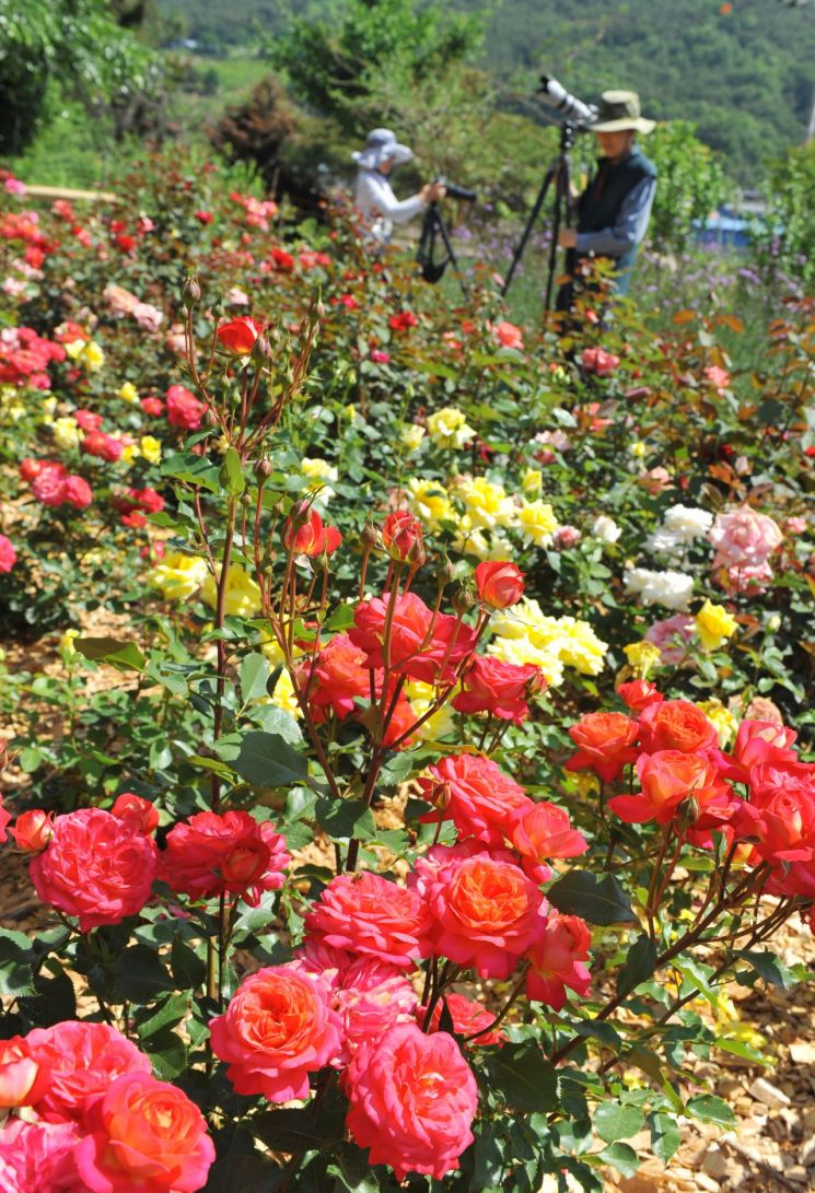 [포토] 담양 '달빛여행정원' 장미꽃 만발