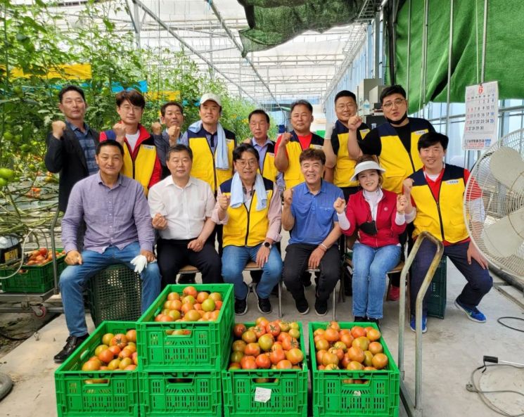 홍태용 김해시장 당선인과 김해시갑 지역구 지방선거 당선인, 당원들이 완숙 토마토 수확 돕기에 나섰다.  