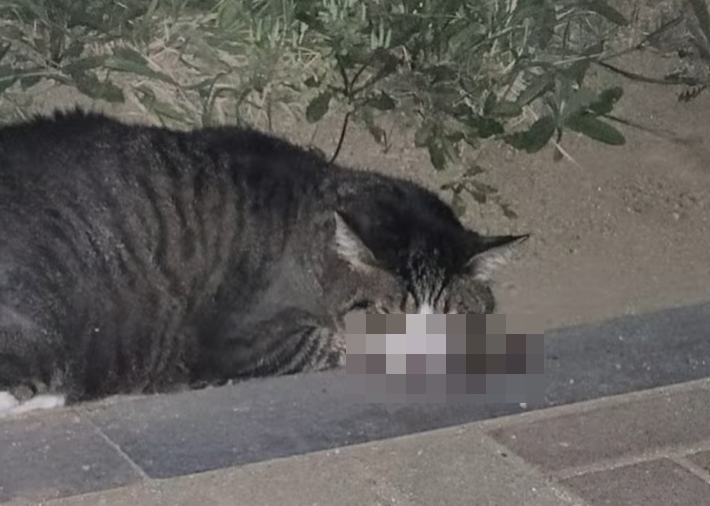 인천 미추홀구 한 아파트 단지에서 동물학대를 당한 것으로 의심되는 고양이가 구조됐지만 치료 도중 끝내 사망하자 동물단체가 13일 동물학대범에 대한 엄벌 촉구에 나섰다.