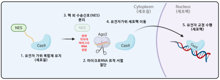 질병세포만 골라내 유전자를 교정하는 유전자가위기술 모식도