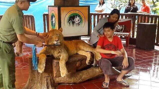 인도네시아의 ‘따만 사파리’는 사자, 호랑이를 약물에 취하게 해 사진찍기 체험에 동원하거나 코끼리에게 학대 행위를 한 것이 폭로되어 논란이 일었던 동물원이다.사진=국제동물단체 OIPA 제공