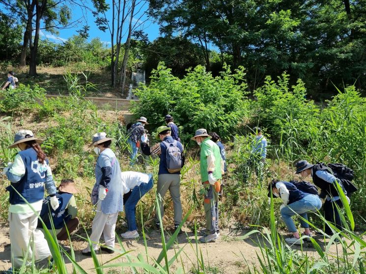 송파둘레길 탄천구간 자연생태계 회복 위한 외래식물 제거