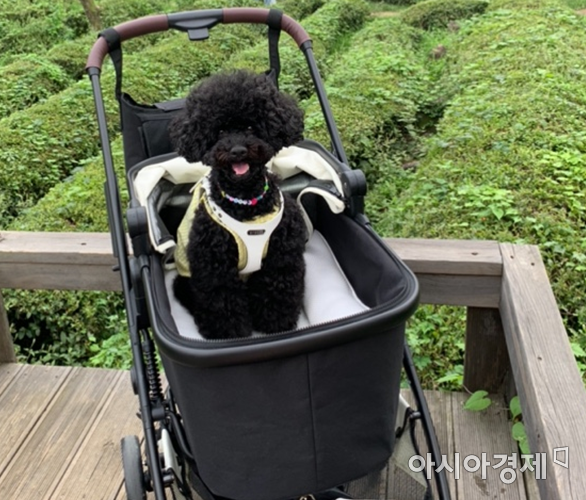 '자식 같은' 반려동물에 아낌없이 쏟아붓는다…동물 산업 '들썩' 